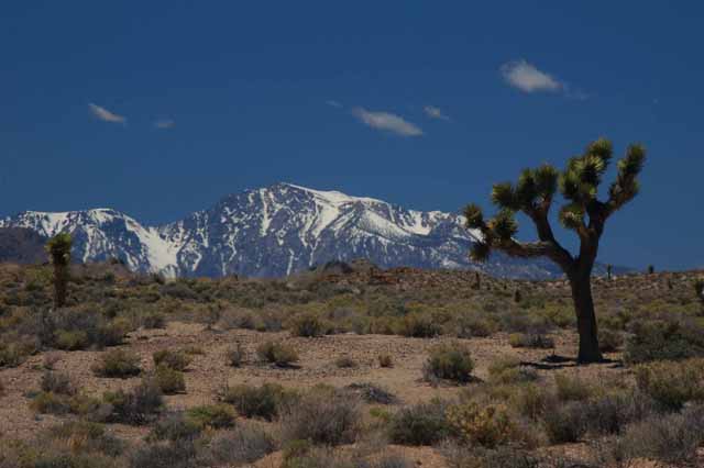 Joshua Tree 